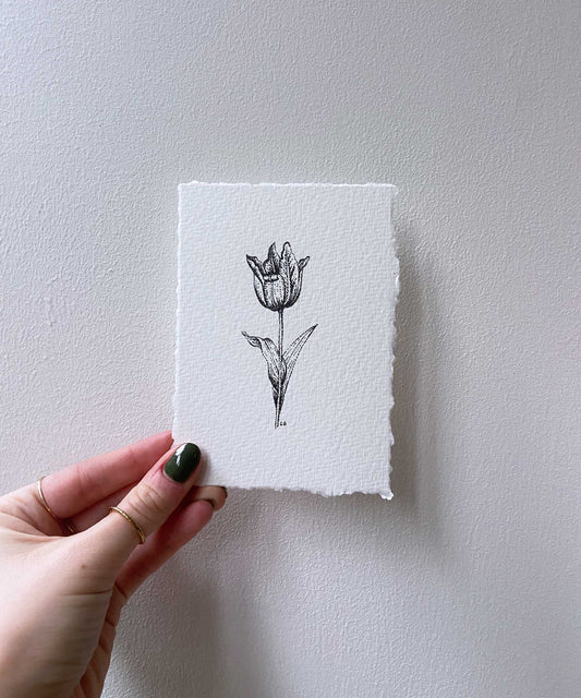 Tulip Study #22